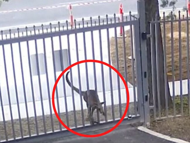 A gutsy kangaroo has been busted on camera trying to break past the gates of the Russian embassy in Australia, prompting an immediate response from officials.