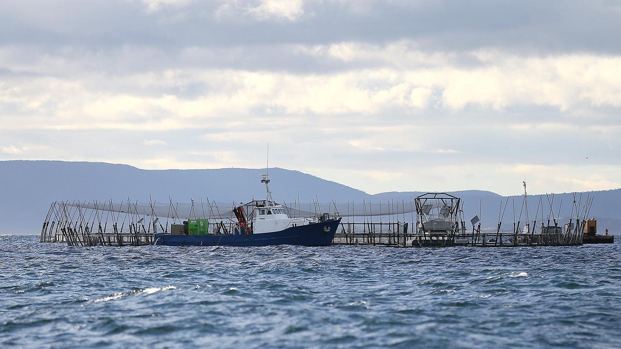 Huon Aquaculture slammed over antibiotics treatment on salmon