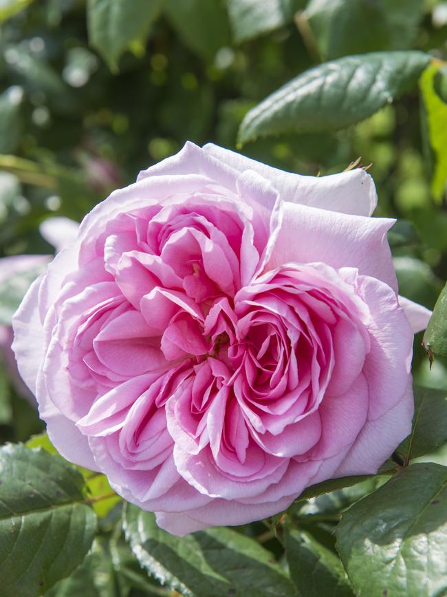 The Ancient Mariner: a vigorous, upright David Austin rose with a myrrh fragrance.