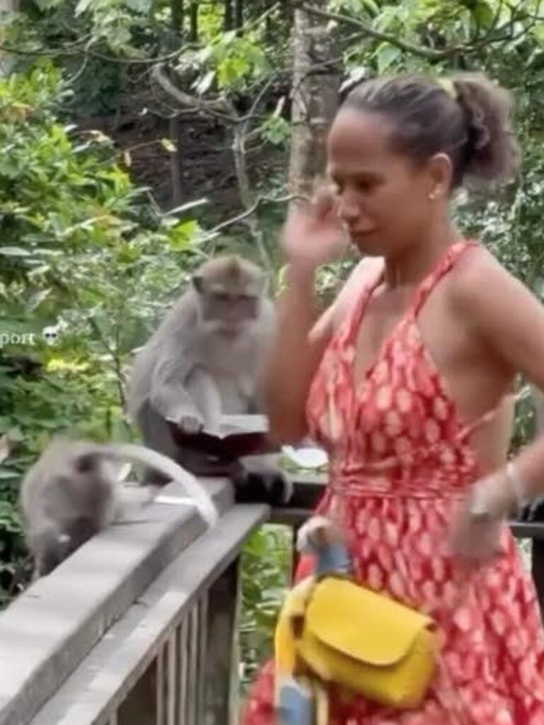 Another monkey tries to get in on the action. Picture: Instagram / idiots_inbali