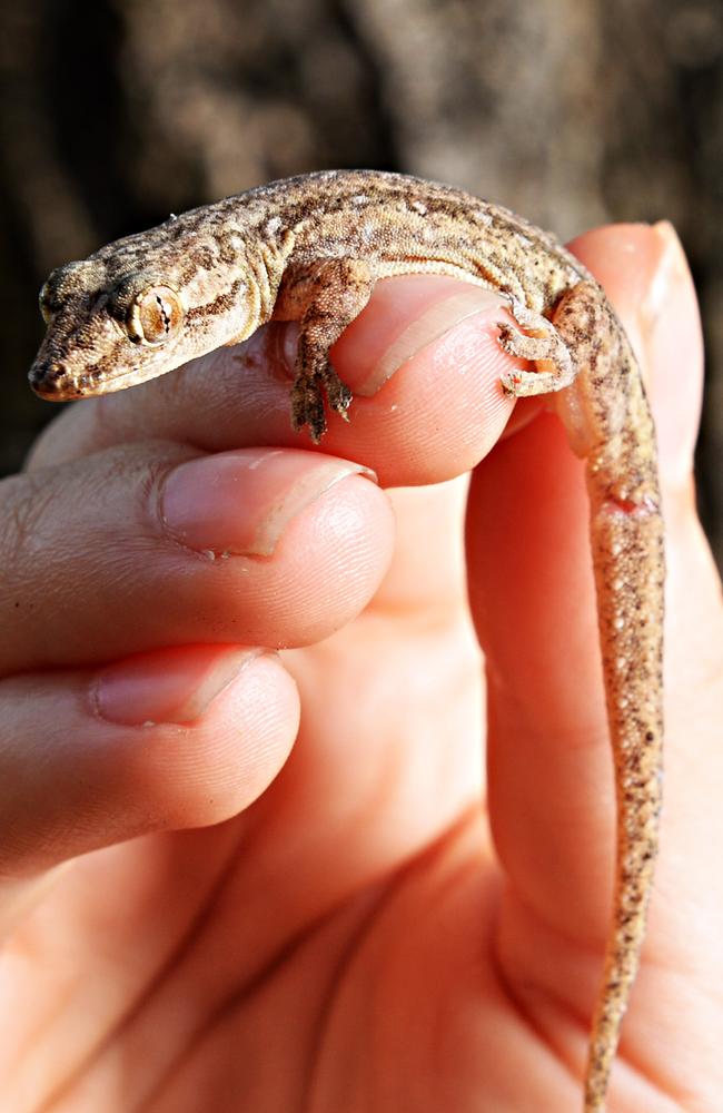 Mr Dowell is believed to have swallowed an Asian house gecko, which are endemic in Queensland and warm parts of Australia.