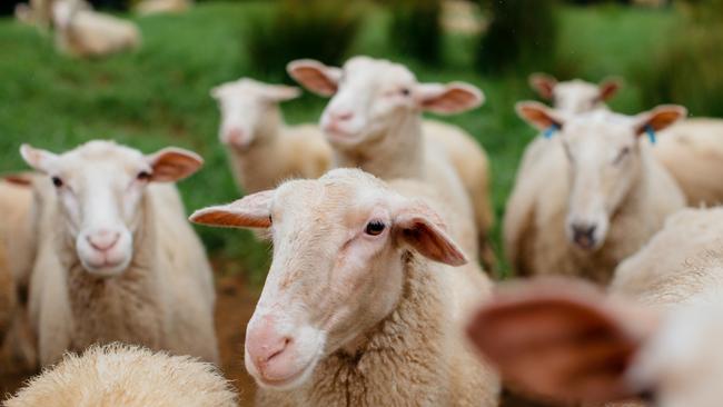 Some of the ewes at Pecora Dairy. Picture: Wesley Lonergan