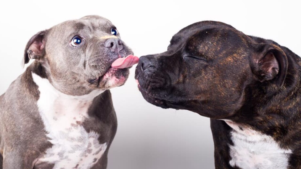 Zara (L) and Samson (R). Photo Tasha White