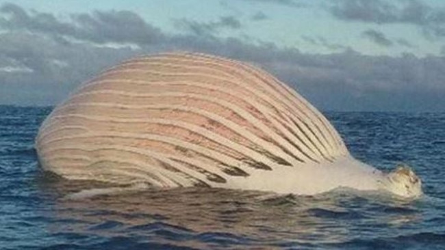 As the fisher moved around the object it slowly revealed itself to be a bloated and very dead whale. Facebook/Mark Watkins.