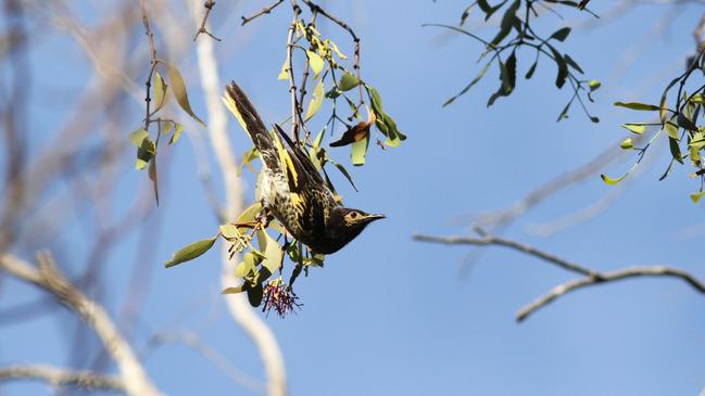 One of the breeding pair of Regent Honeyeaters.