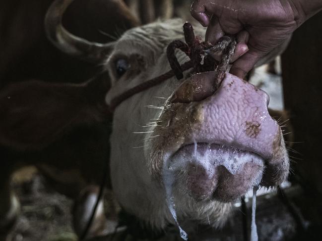 YOGYAKARTA, INDONESIA - JULY 22: A worker treats a cow infected with foot and mouth disease at a cattle farm on July 22, 2022 in Yogyakarta, Indonesia. Indonesia is battling an outbreak of foot and mouth disease, a highly-contagious disease that affects hooved animals such as cows and pigs and threatens to devastate the livestock industry if not erradicated. (Photo by Ulet Ifansasti/Getty Images)