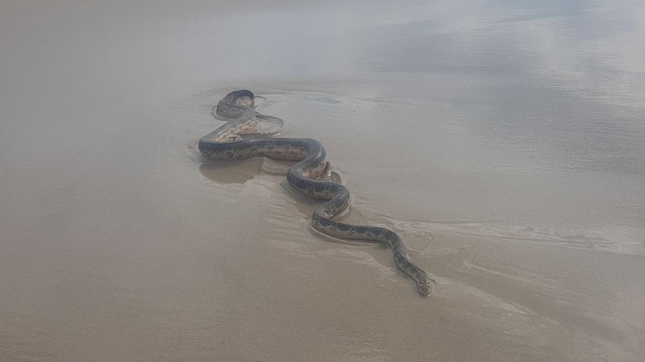 A marine scientist photographed this sea snake slithering down the beach at Bribie earlier this year.