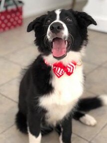 “My little gentleman Samir”, a beautiful 6-month-old Border Collie. Submitted by Karen Davis