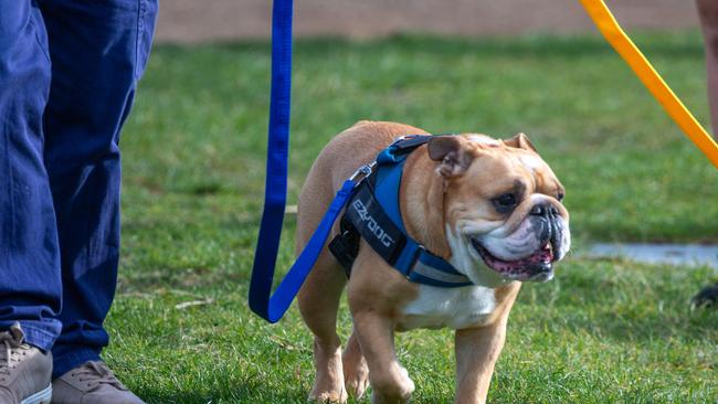 Dog walkers and their dogs at the million paws walk at Queens Domain in Hobart in Sunday 25th May 2025. Picture: Linda Higginson