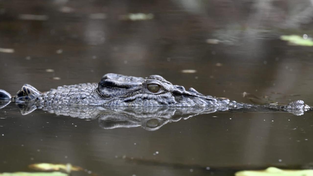 Saltwater croc Kakadu's Yellow River Billabong. Picture: (A)manda Parkinson