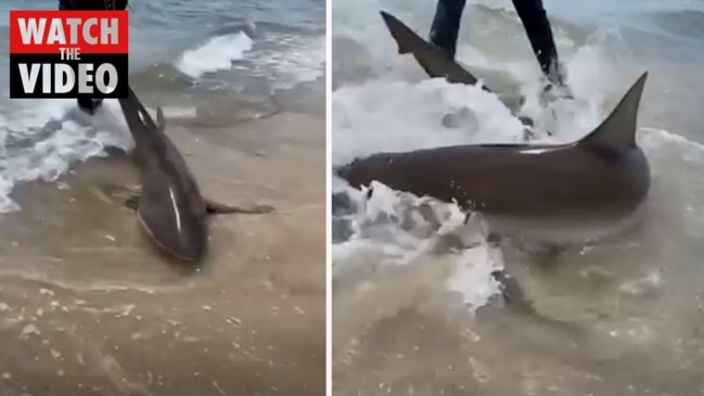 Brighton Beach, Adelaide Shark Video: Man Drags Bronze Whaler Out To 