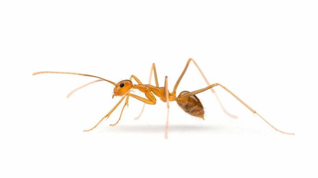 Portrait of one of the world&#39;s most damaging invasive insects, the yellow crazy ant. Picture: Alexander L Wild