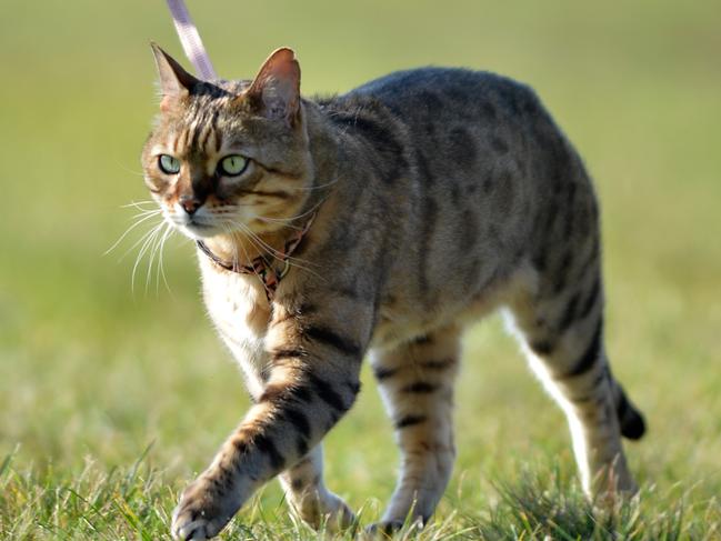 Bengal cat Jag, from Melton likes to go for a wander but unlike most cats he takes a person with him on a leash. Picture: Kris Reichl