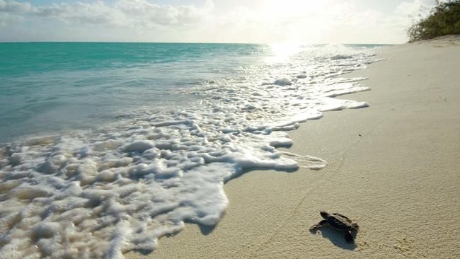 A hatchling heads for the water at Heron Island. Picture: Darren Jew