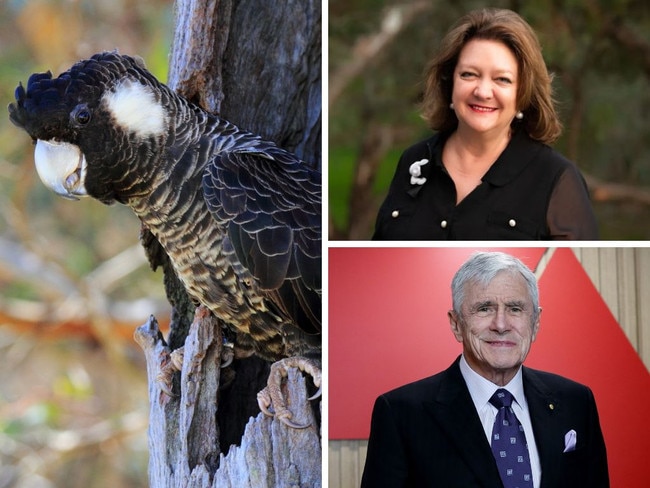 A stretch of parkland between the Perth homes of Kerry Stokes and Gina Rinehart will be converted into a habitat for the endangered Carnaby’s black cockatoo.