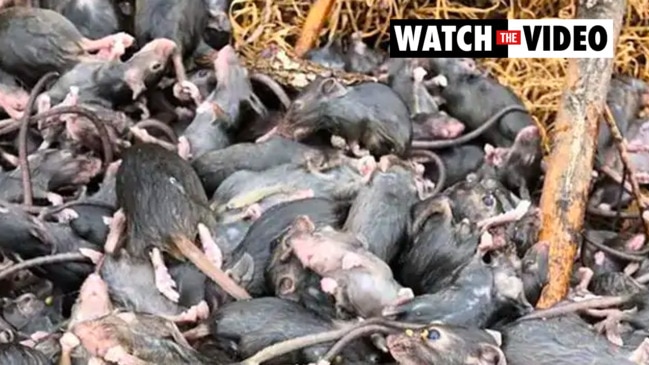 Australian mouse plague: 'napalming' rodents could kill native and