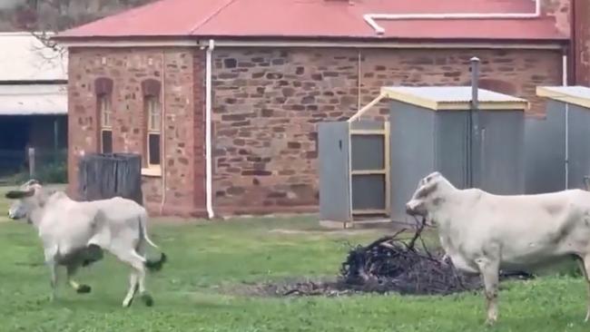 Bulls roam Burra after escaping from the truck rollover. Picture: 7NEWS