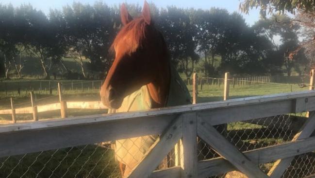 Gingernuts rests up during his recovery back home in New Zealand.