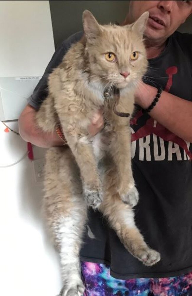 One of the cats rescued from a house fire on Brisbane's southside. Picture: 7 News Brisbane