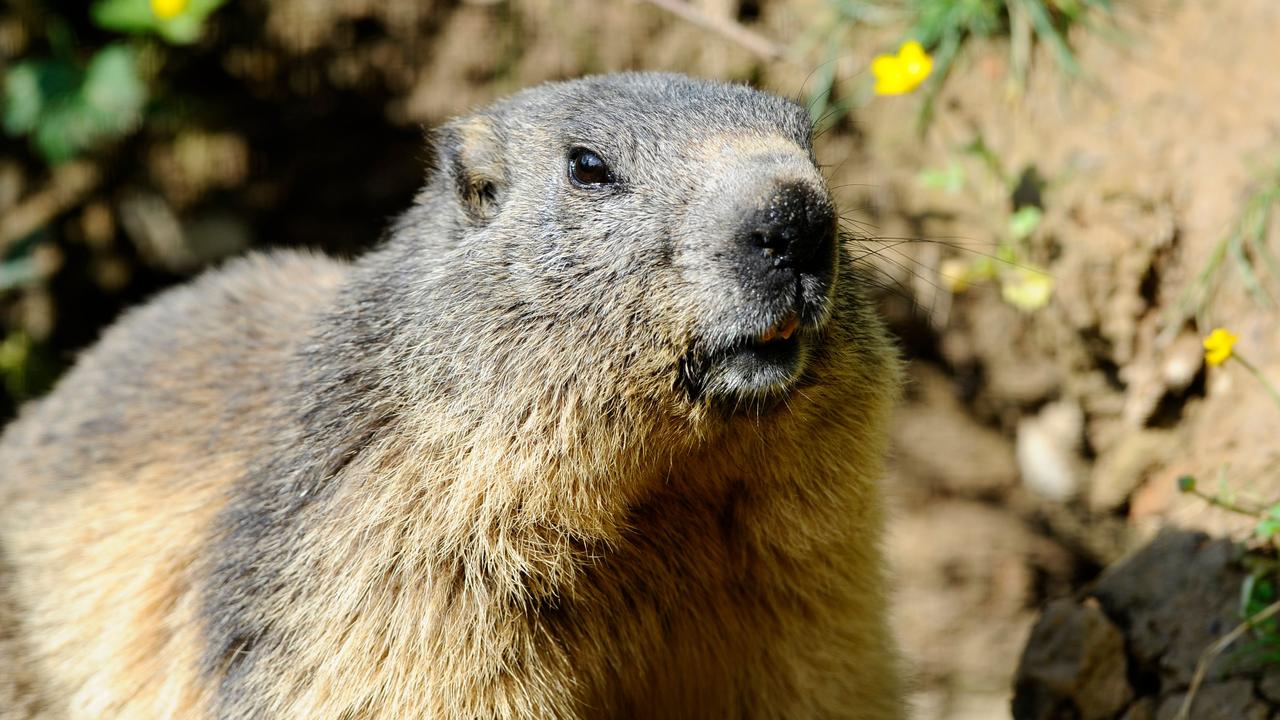 Marmots are large ground squirrels that have historically been linked to plague outbreaks in the region. Picture: Jean Christophe Verhaegen/AFP