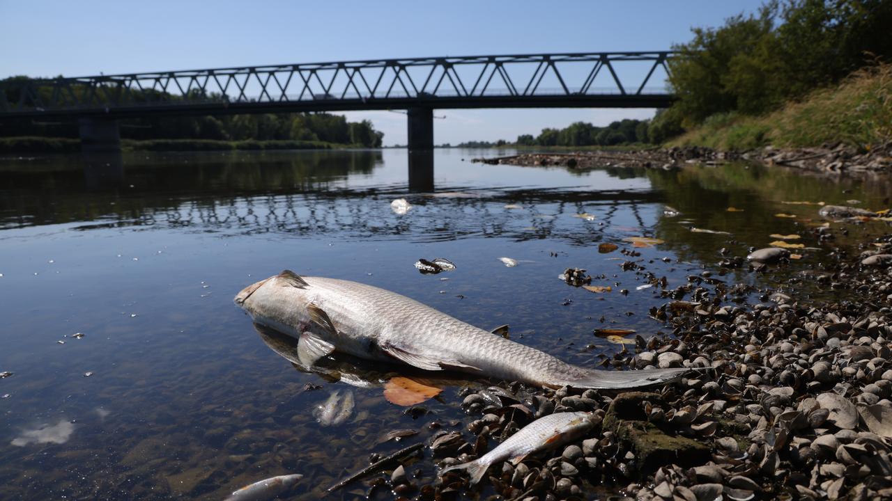 Mass fish deaths along Oder River in Germany, Poland a ‘scandalous ...