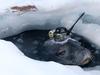Eight Weddell seals have been fitted with helmet devices to help Japanese researchers survey Antarctica. Picture: Nobuo Kokubun, National Institute of Polar Research