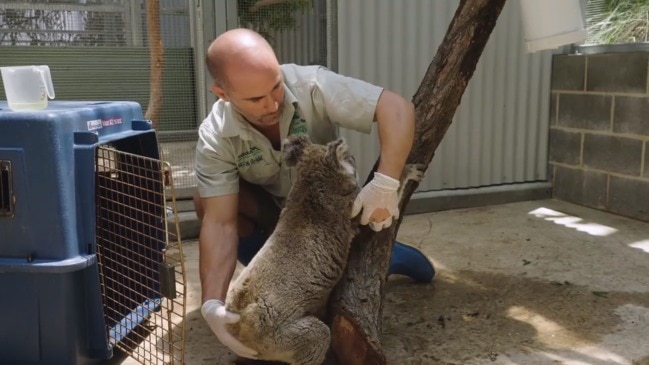 How Taronga is feeding and caring for rescued koalas