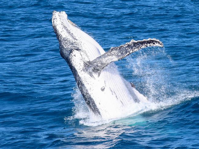 Whales spotted from Sea World Cruises over the weekend. Picture: Supplied