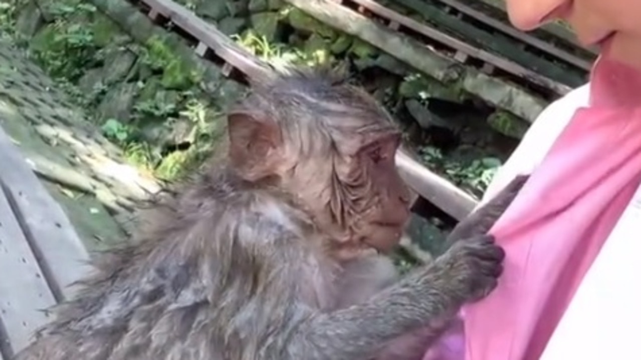 Shalin Gala on X: Devastating wildlife trade: A young monkey chained to a  cage in Bali's horrid bird market after being stolen from the wild and sold  off 💔 Photo Credit: Paul