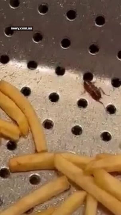 Foul footage shows gross Maccas infestation