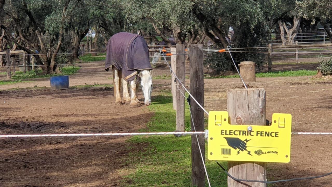 SA Police horses in the olive grove near Adelaide Gaol. Picture: Colin James.
