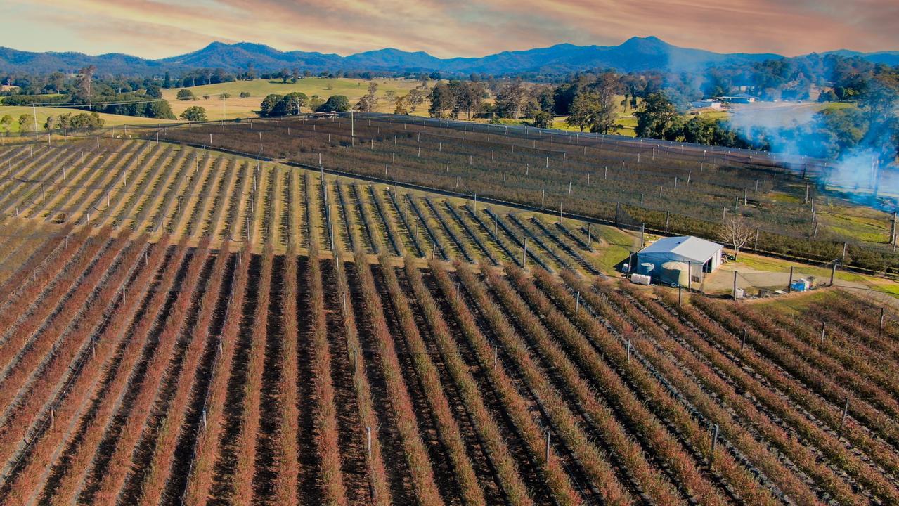 Bowraville Blueberries farm for sale near Coffs on the Mid North Coast Daily Telegraph