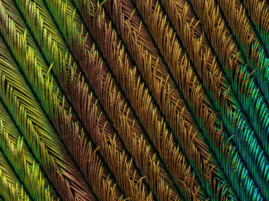 4th Place Peacock feather section Picture: Can TunÃ§er