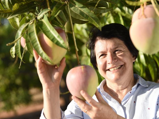 Export success as Americans get a taste for Aussie mangoes