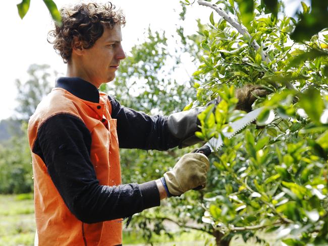 Citrus Pruners and backpackers Lorenzo Neri (Italy, 27), Jules Gorny (France, 26) and Niccolo Cerutti (Italy, 27) are working at Lynbrook Citrus Farm north of Gayndah. Photo Lachie Millard