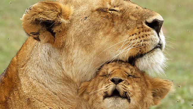 A Mother S Love Really Is Unconditional No Matter What Species News Com Au Australia S Leading News Site