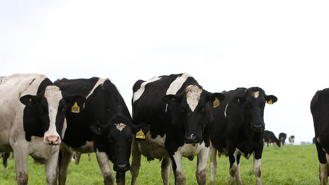 Victoria’s dominance of the dairy cattle league tables highlights how the industry has shifted in the years since the Howard Government deregulated the sector. Picture: Andy Rogers