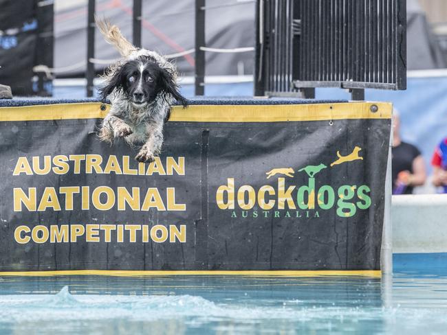 dock dogs. Toowoomba Royal Show. Saturday, April 1, 2023. Picture: Nev Madsen.