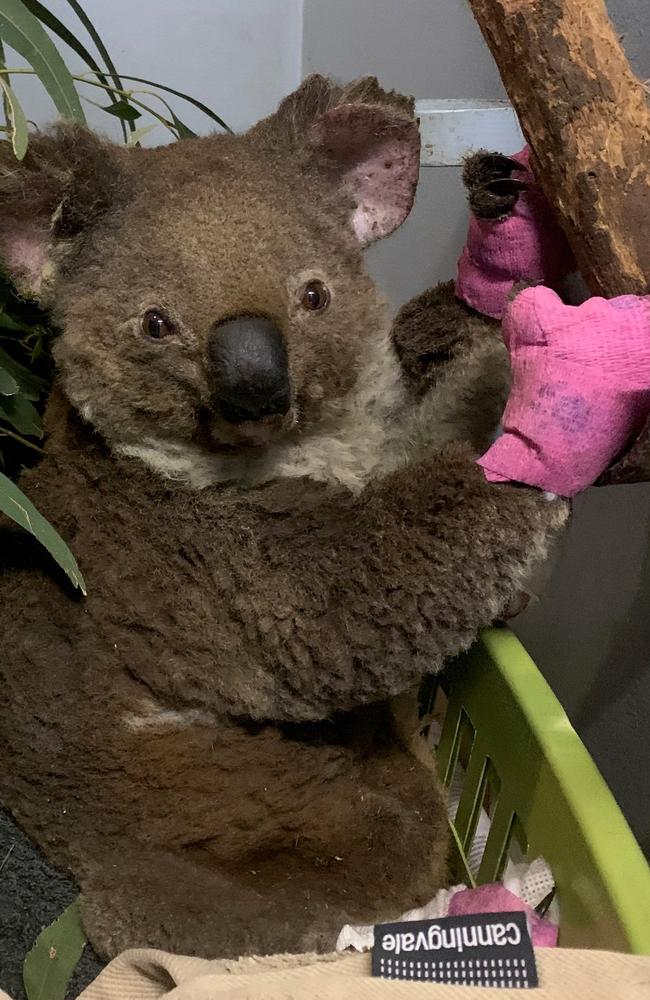 Rescued koala Anwen at the Port Macquarie Koala Hospital. Picture: Supplied