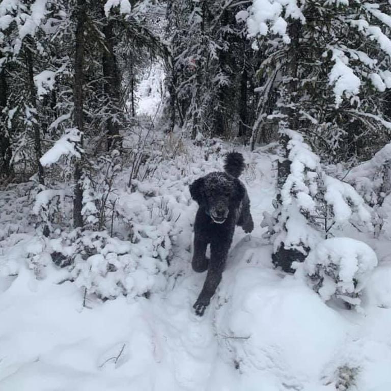 Do you see a man running into the forest or a dog running out? Picture: Jam Press