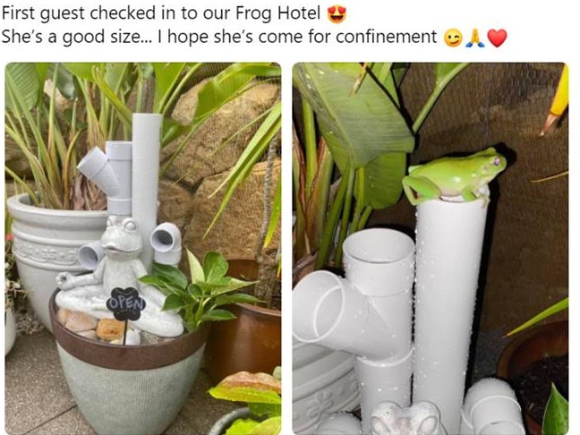 Frog hotels are a thing. Picture: Facebook