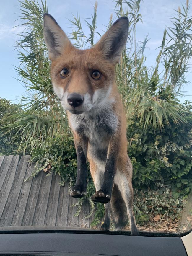 The staring match between Ms Borowski and the fox. Picture: Maria Borowski