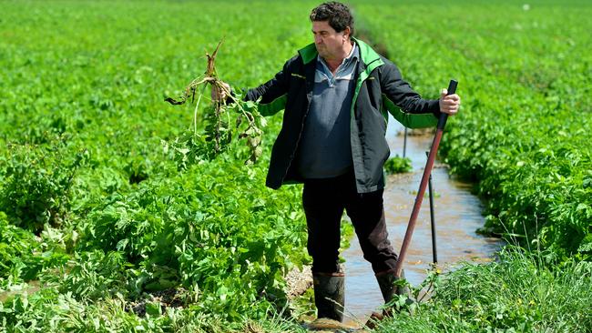 Virginia grower Dominic Catanzariti and his brother’s destroyed crop of parsnips. Pic: Mark Brake