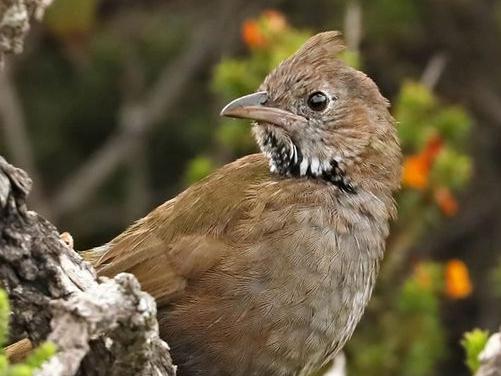 Researchers from La Trobe University have re-discovered the White-bellied whip bird. Picture: Facebook