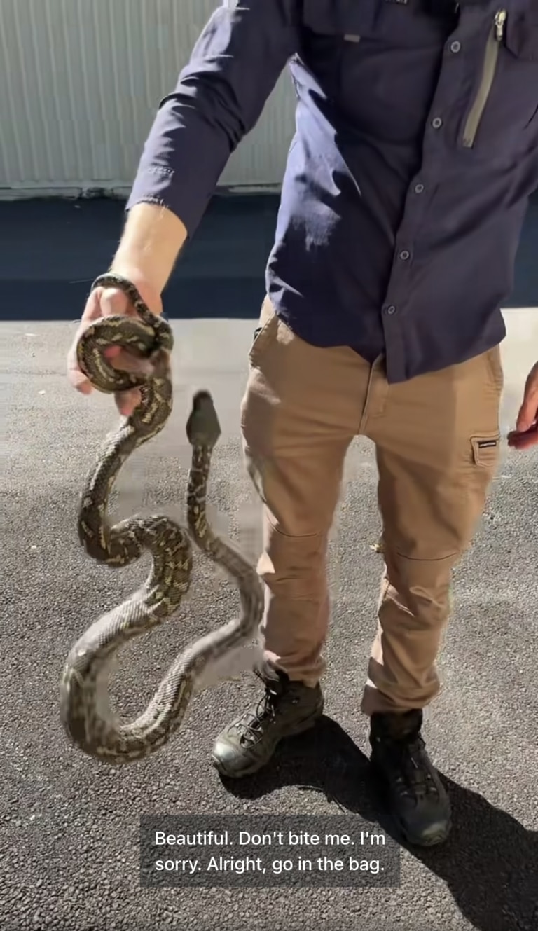 The snake looked to be about as long as Mr McKenzie was tall. Picture: Facebook / Sunshine Coast Snake Catchers.