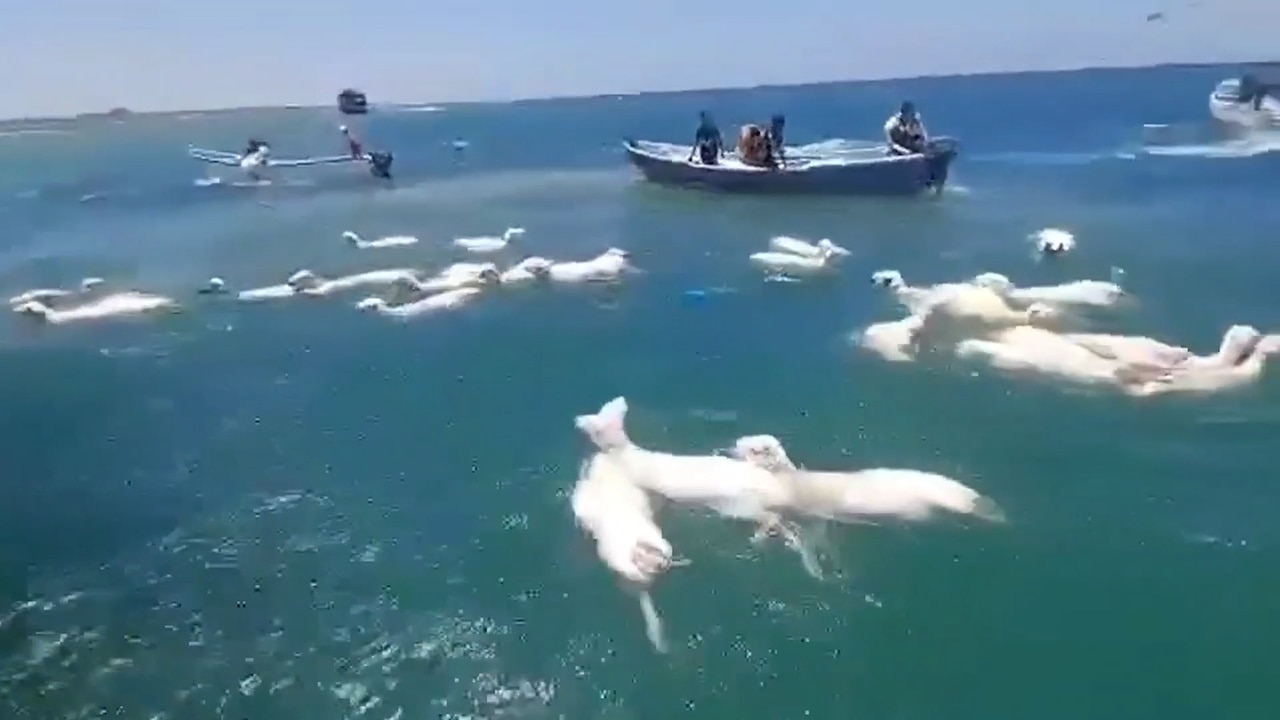 Horror moment ship carrying livestock capsizes
