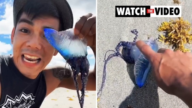 Bluebottle 'epidemic': thousands stung as record numbers swarm Queensland  beaches, Queensland