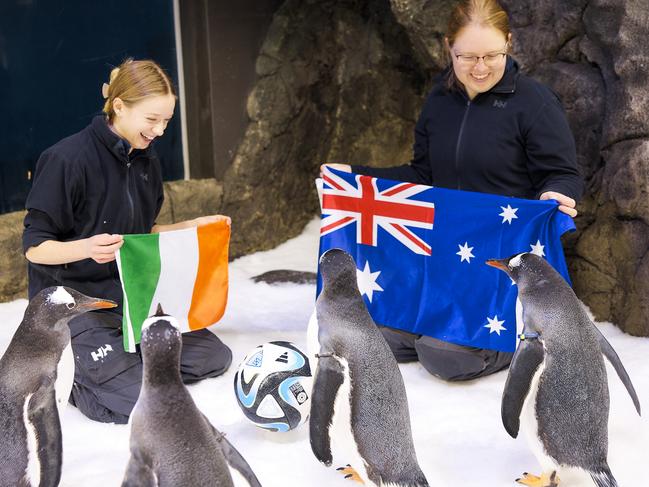 Gentoo penguins were tasked with the all-important job of predicting a winner. Picture: Supplied