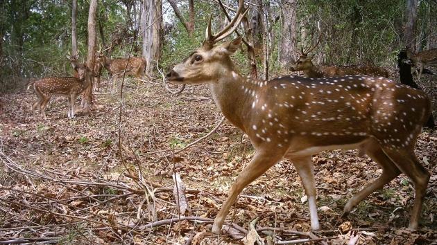 Feral deer on the Gold Coast caught on cameras. Picture: Gold Coast City Council