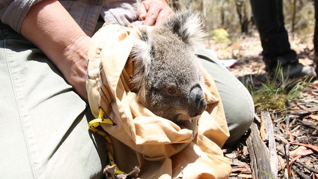 All funds raised will help the koala population in the Blue Mountains region.